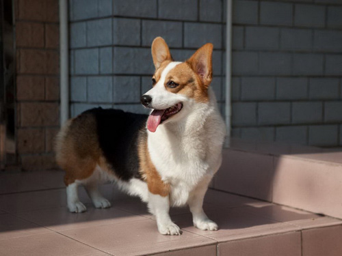 怎麼挑柯基犬 體形要較勻稱
