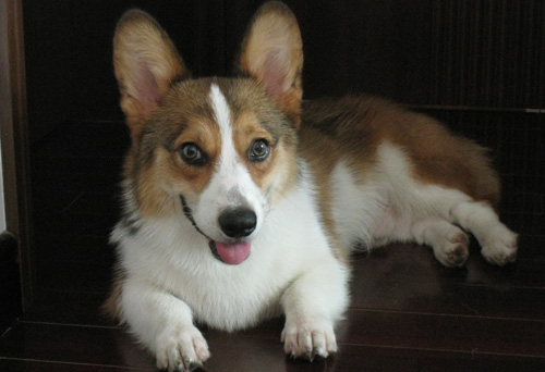 柯基犬標准體重 重要的因素是骨骼結構
