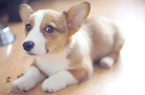 柯基犬屬於什麼犬 了解柯基的歷史
