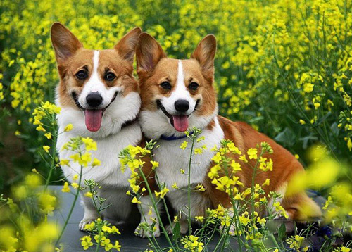 純種柯基犬多少錢 挑選狗狗看外形