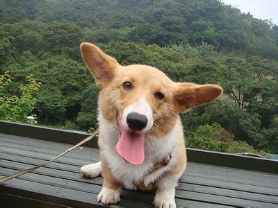 柯基犬的種類有哪些 一一為你介紹