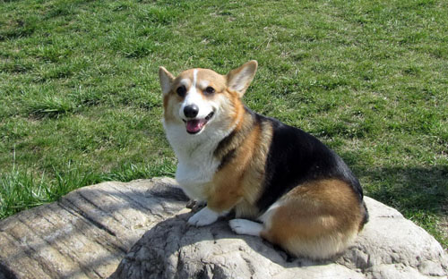 柯基犬愛叫嗎 身體矮小力氣較大