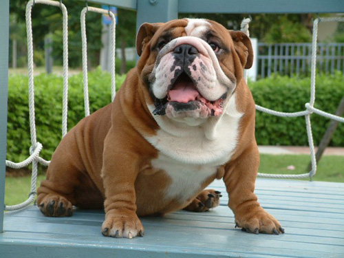 斗牛犬的習性 起源特性以及飼養