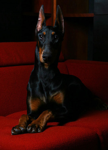 杜賓犬德系與美系的區別 如何去辨別兩者