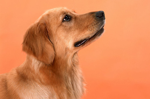 金毛犬有黑色的嗎 毛色並不是鑒別的標准