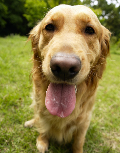 純種金毛犬怎麼看 細心可以去辨別