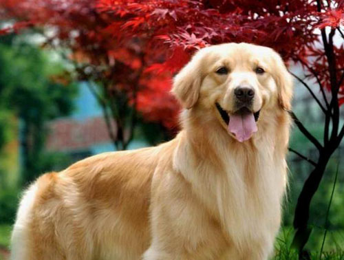 金毛犬怎麼看 外貌上去辨別品相