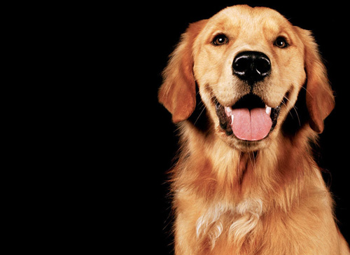 金毛犬怎麼看純不純 什麼品相的狗狗好