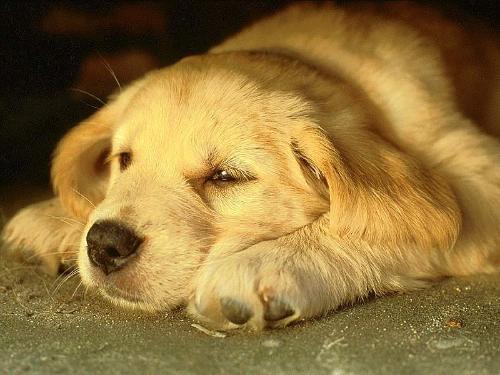金毛犬怎麼樣 均稱有力活潑的犬種