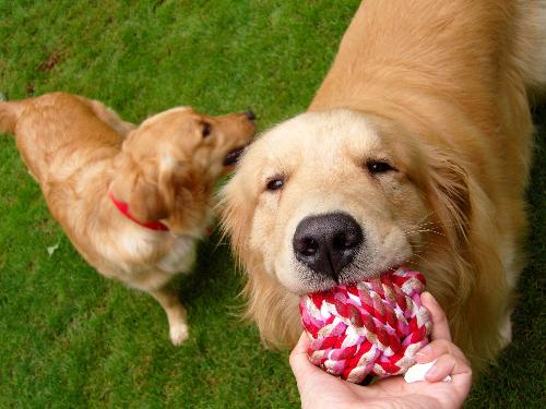 金毛犬怎麼看品相 一身健康亮澤的毛發