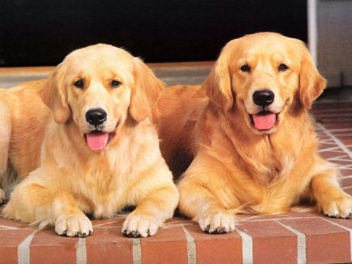 如何挑選金毛犬 適合自己最重要