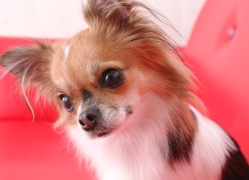 蝴蝶犬的習性 深受人們喜愛的寵物狗之一