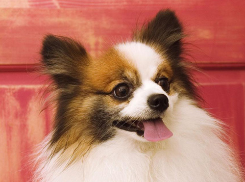 蝴蝶犬幼犬挑選 辨別狗狗的外觀