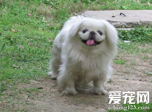 京巴的生活習性 不做作也不矯情