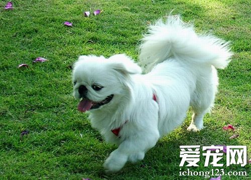 京巴狗的顏色 宮廷裡神聖的動物