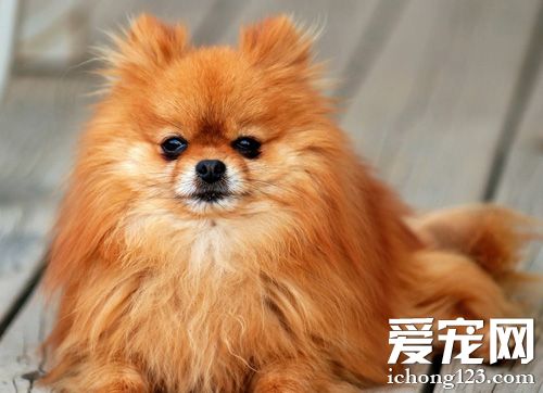 博美犬的缺點 有著機靈警惕的個性