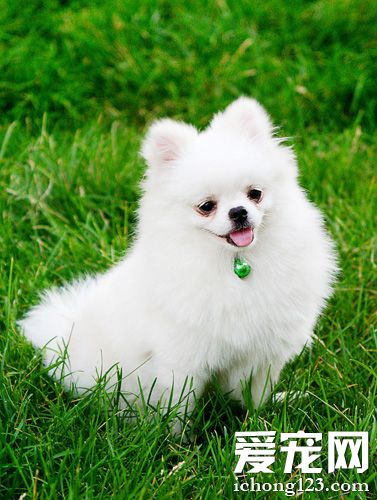 博美犬多少錢一只 根據毛色判斷她的價格