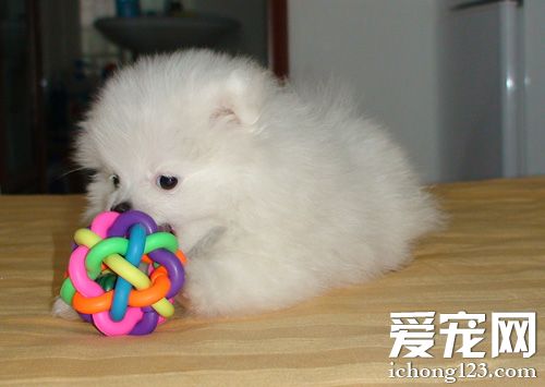 哪裡有賣博美犬的 挑選健康的小狗狗