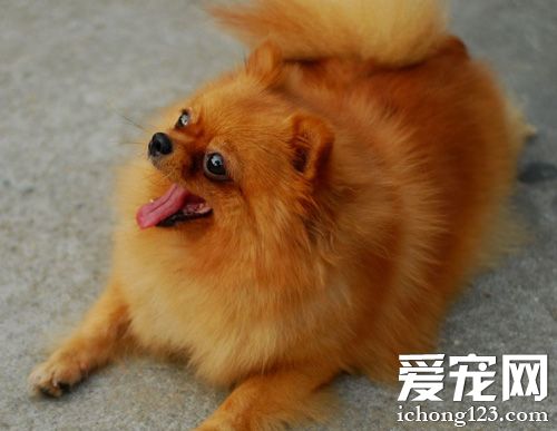 博美犬什麼顏色好 多種顏色可以選擇