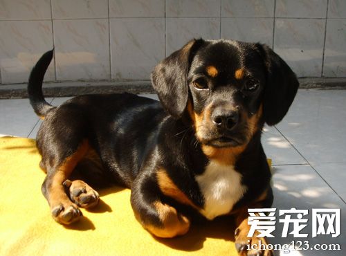 臘腸犬愛叫嗎 狗狗咬人怎麼處理