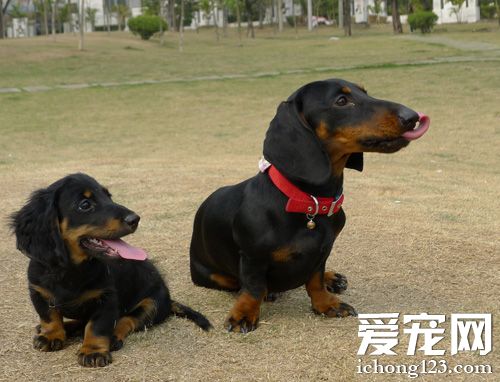 臘腸犬好養嗎 對主人服從忠誠