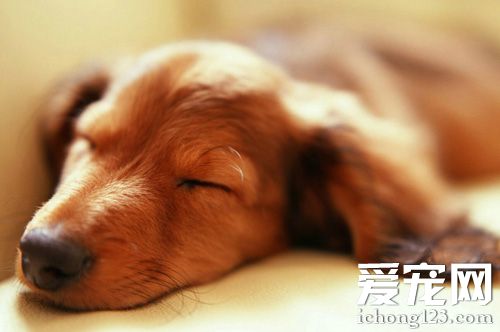臘腸犬介紹 常做出滑稽的舉動