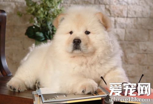 松獅犬一般多少錢 中國各地松獅犬價格