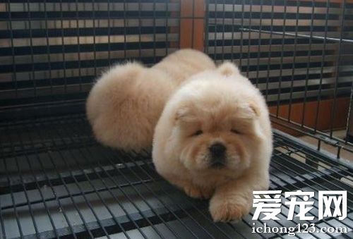 松獅犬多少錢一只 購買前學習一些寵物知識