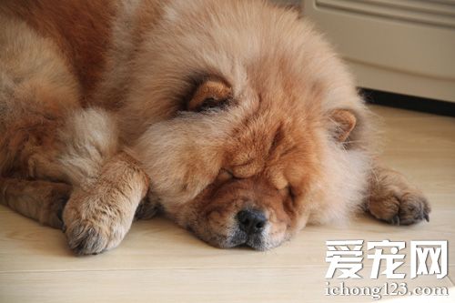 松獅犬怎麼看純不純 最獨特的部位是哪裡
