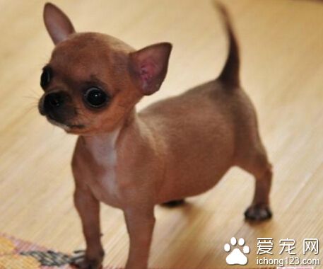 什麼狗長不大 吉娃娃犬就是其中之一