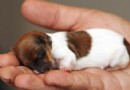 世界上最小的狗 吉娃娃屬小型犬種裡最小型