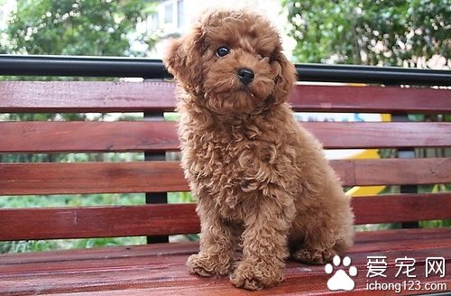 泰迪犬怎麼挑選 寵主請不放過每一個細節