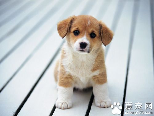 怎麼挑選狗狗 選一只健康又可愛的伙伴
