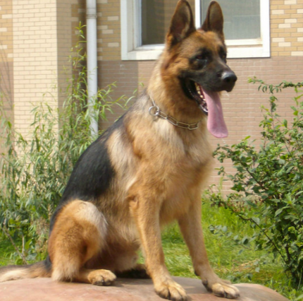 什麼狗可以做導盲犬 常見的是拉布拉多犬
