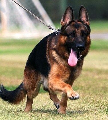 什麼狗適合做導盲犬 要求狗神經類型為安靜型