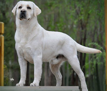 拉布拉多導盲犬多少錢一只 品質影響該犬價格
