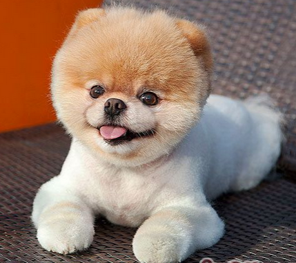 博美俊介犬多少錢一只 血統純正價格高