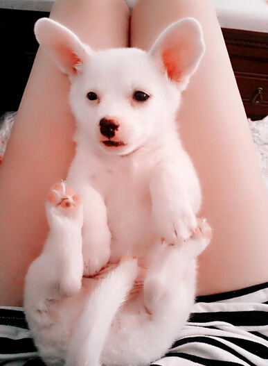 怎麼看狗的品種 不同犬種習性區別大