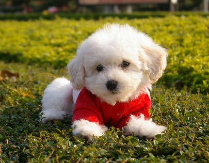 第一次養狗養什麼狗 了解不同犬的優缺點