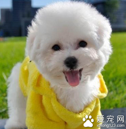 小型犬品種大全 常見小型犬介紹