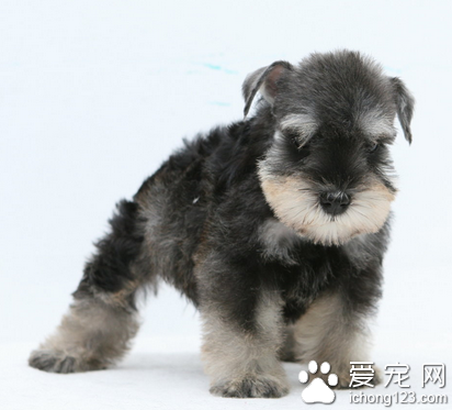 小型犬品種大全帶圖 小型犬種類多