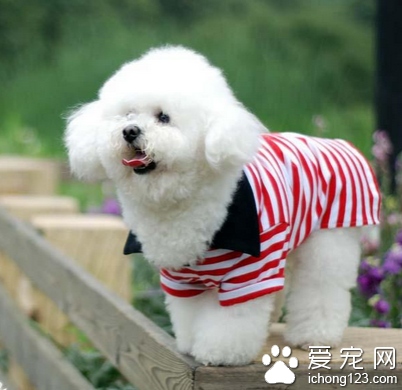 比熊是小型犬嗎 是典型的小型犬