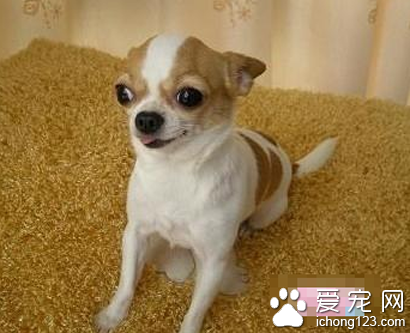 最凶的小型犬 吉娃娃有一定的脾氣