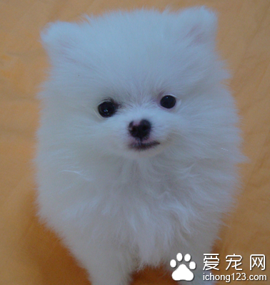 最便宜的小型犬 串種價格比較便宜