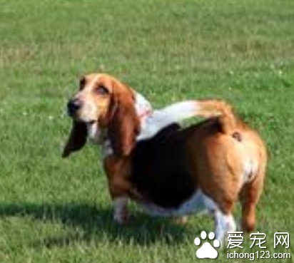 小型犬有什麼 十種最受歡迎的小型犬
