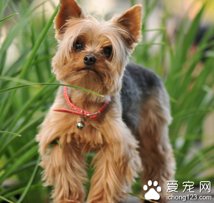 小型寵物犬品種 從體型上來分類