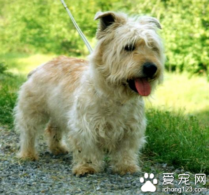 小型犬的價格 最好到市場了解一下行情
