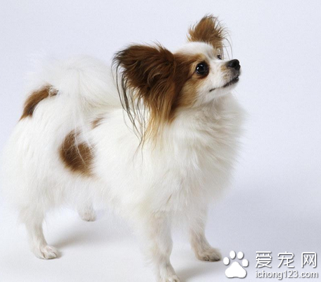 哪種小型犬比較好養 小型犬體味較輕