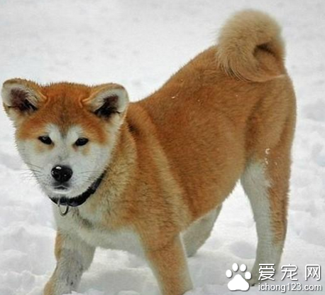 秋田犬和柴犬區別 前者是後者的縮小版