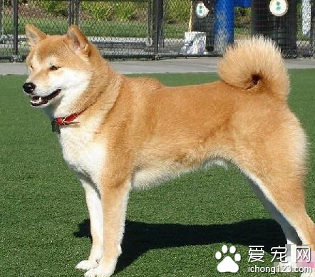 純種秋田犬多少錢 分為日系與美系兩種